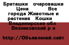 Бриташки - очаровашки.  › Цена ­ 3 000 - Все города Животные и растения » Кошки   . Владимирская обл.,Вязниковский р-н